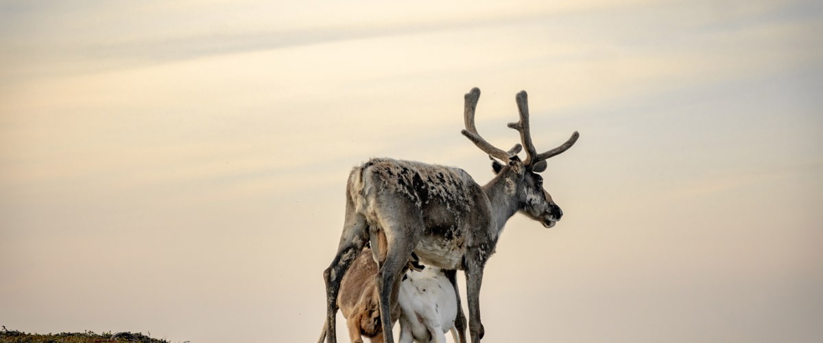 Et reinsdyr med to kalver står på en slette