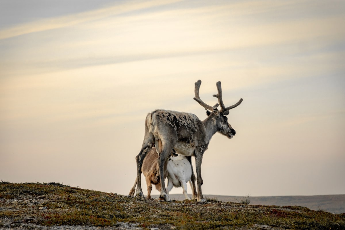 Et reinsdyr med to kalver står på en slette