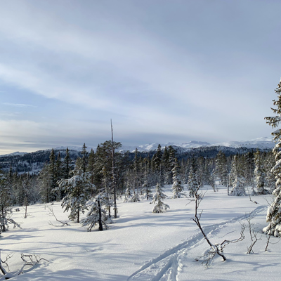 Et ensomt skispor leder inn i en skog dekket av snø