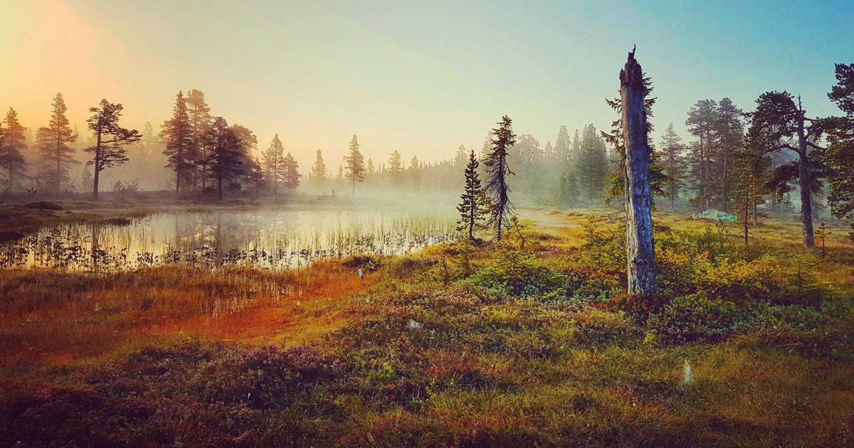 Et tåkelagt tjern, omkranset av skog i høstfarger